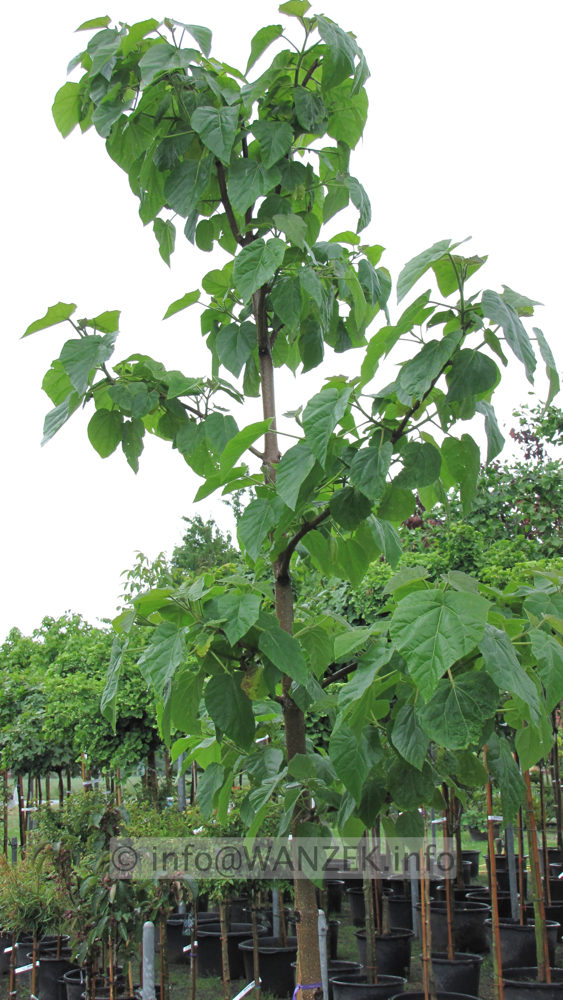 Paulownia tomentosa 016 (fortunei) H 20-25.JPG